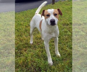Mutt Dogs for adoption in Kingsland, GA, USA