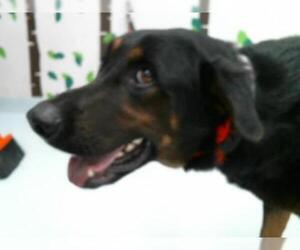 Shepweiller Dogs for adoption in Pasadena, TX, USA