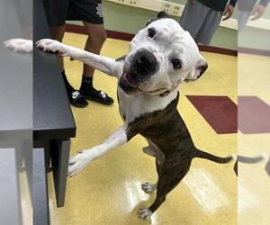 American Staffordshire Terrier Dogs for adoption in San Antonio, TX, USA