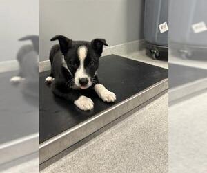 Siberian Husky-Unknown Mix Dogs for adoption in San Martin, CA, USA