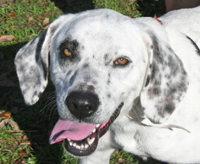 Dalmatian-Unknown Mix Dogs for adoption in Fernandina Beach, FL, USA