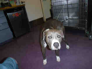 Bullboxer Pit Dogs for adoption in Long Beach, CA, USA
