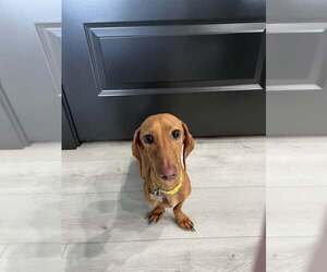 Dachshund Dogs for adoption in Los Angeles, CA, USA