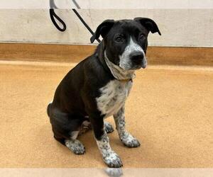 American Pit Bull Terrier Dogs for adoption in Martinez, CA, USA