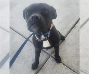 Staffordshire Bull Terrier Dogs for adoption in Bakersfield, CA, USA