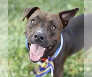 American Staffordshire Terrier-Unknown Mix Dogs for adoption in San Antonio, TX, USA