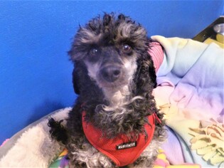 Poodle (Miniature) Dogs for adoption in Diamondville, WY, USA