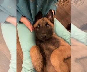 Dutch Shepherd -Unknown Mix Dogs for adoption in Imlay City, MI, USA
