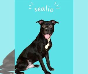 Mutt Dogs for adoption in West Valley, UT, USA