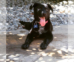 Borador Dogs for adoption in Milpitas, CA, USA