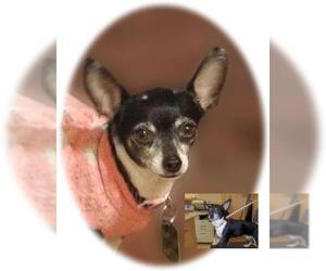 Chihuahua Dogs for adoption in Sandown, NH, USA