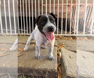 Mutt Dogs for adoption in Paso Robles, CA, USA