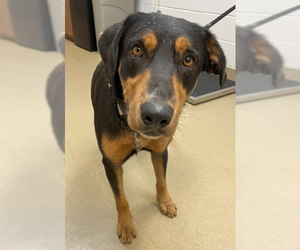 Labrador Retriever-Unknown Mix Dogs for adoption in Hillsboro, NH, USA