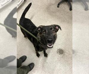 German Shepherd Dog-Unknown Mix Dogs for adoption in Alameda, CA, USA