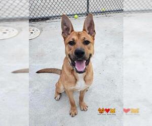 German Shepherd Dog-Unknown Mix Dogs for adoption in Center Township, PA, USA