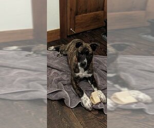Medium Photo #1 Mutt Puppy For Sale in Polson, MT, USA