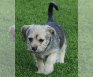 Cairn Terrier Dogs for adoption in San Martin, CA, USA