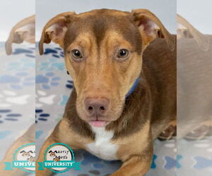 Dachshund-Unknown Mix Dogs for adoption in Kennesaw, GA, USA