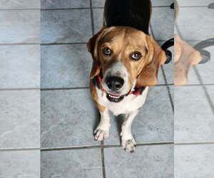 Beagle Dogs for adoption in Tampa, FL, USA