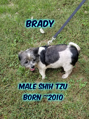 Shih Tzu Dogs for adoption in Huddleston, VA, USA