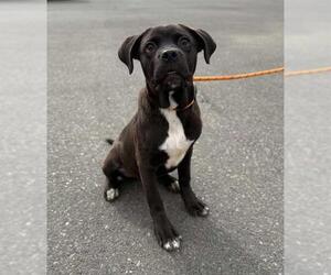 Boxer-Unknown Mix Dogs for adoption in Modesto, CA, USA