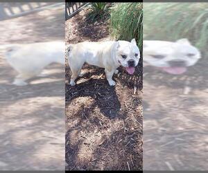 Bulldog Dogs for adoption in Chula Vista, CA, USA