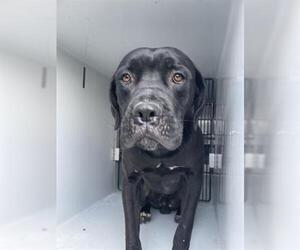 Mastiff-Unknown Mix Dogs for adoption in Houston, TX, USA