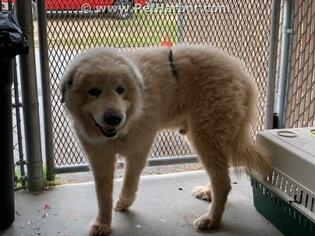 Great Pyrenees Dogs for adoption in Palmetto, FL, USA