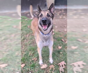German Shepherd Dog Dogs for adoption in Riverside, CA, USA