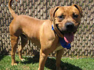 Boxer Dogs for adoption in Beverly Hills, CA, USA