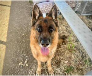 Medium Photo #1 German Shepherd Dog Puppy For Sale in Santa Rosa, CA, USA