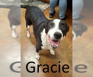 Labrador Retriever-Mountain Cur Mix Dogs for adoption in Mountain View, AR, USA