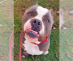 Mutt Dogs for adoption in Fort Lauderdale, FL, USA