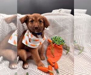 Chihuahua-Unknown Mix Dogs for adoption in New London, WI, USA