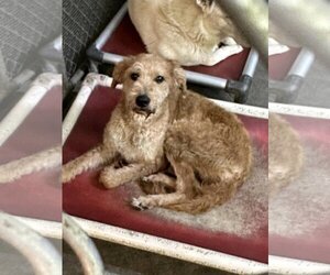 Goldendoodle Dogs for adoption in Unionville, PA, USA