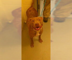 Mutt Dogs for adoption in Sanford, FL, USA