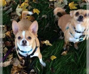 Chihuahua-Unknown Mix Dogs for adoption in Yakima, WA, USA