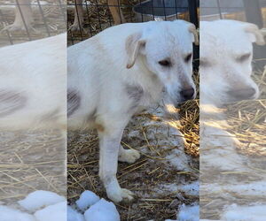 Labrador Retriever-Unknown Mix Dogs for adoption in Minneapolis, MN, USA