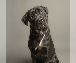 Mutt Dogs for adoption in Rowlett, TX, USA