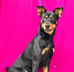 Miniature Pinscher-Unknown Mix Dogs for adoption in Erwin , TN, USA