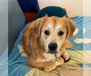 Golden Pyrenees Dogs for adoption in Herndon, VA, USA