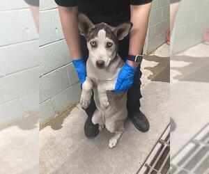 Siberian Husky Dogs for adoption in Stockton, CA, USA