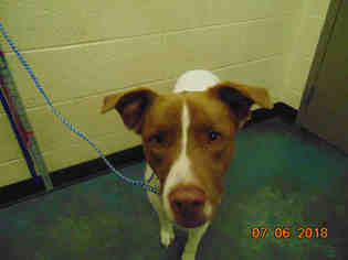 Border Collie-Unknown Mix Dogs for adoption in Memphis, TN, USA