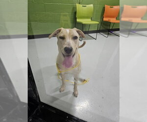 Labrador Retriever-Unknown Mix Dogs for adoption in Temple, TX, USA