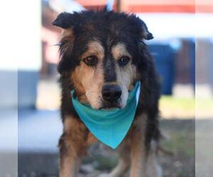 Siberian Husky-Unknown Mix Dogs for adoption in San Antonio, TX, USA