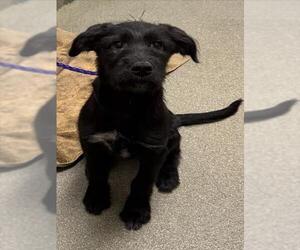 Miniature Schnauzer-Unknown Mix Dogs for adoption in Las Vegas, NV, USA