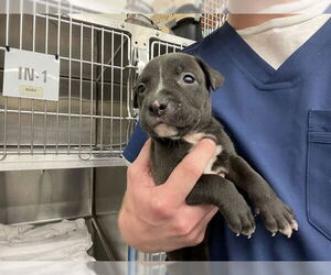 Black Mouth Cur-Unknown Mix Dogs for adoption in Waco, TX, USA