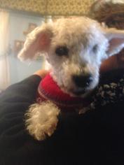 Poodle (Toy) Dogs for adoption in Cincinnati, OH, USA