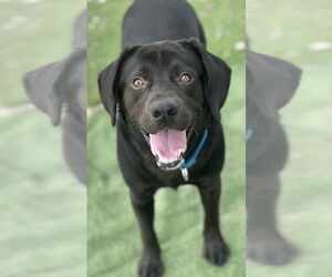 Labrador Retriever-Unknown Mix Dogs for adoption in Evansville, IN, USA