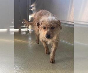 Cairn Terrier-Unknown Mix Dogs for adoption in San Martin, CA, USA